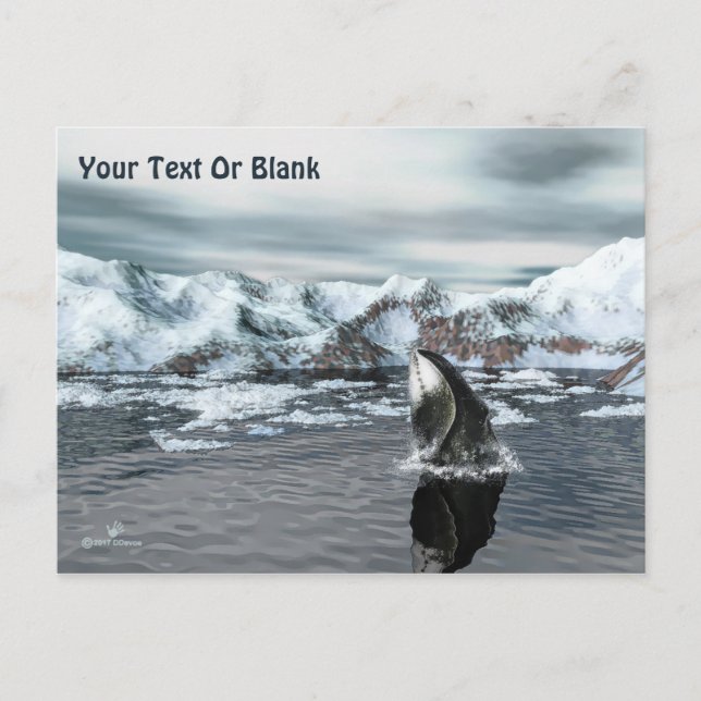 Cartão Postal Baleia-de-cabeça (Frente)