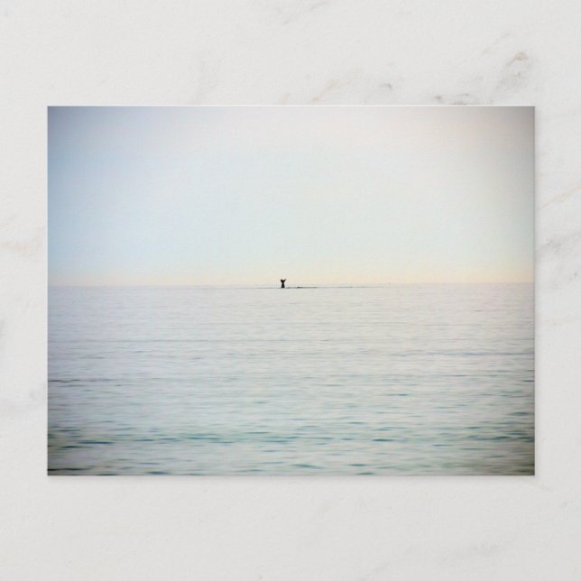 Cartão Postal Baleia de mergulho (Frente)