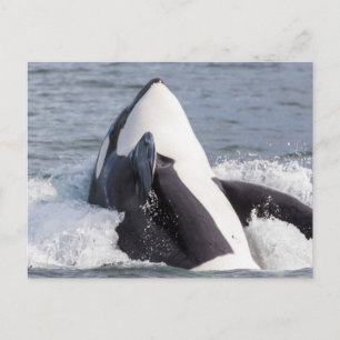 Cartão Postal Baleia Orca saltando