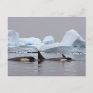 Cartão Postal baleias assassinas (orcás), Orcinus orca, cardume
