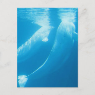 Cartão postal Baleias Beluga