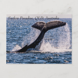 Cartão Postal Baleias jubarte sobrevoam o Paraíso Oceano Pacíf