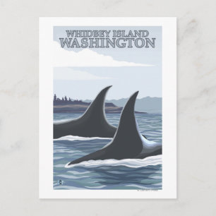 Cartão Postal Baleias Orca #1 - Whidbey, Washington