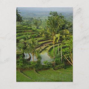 Cartão Postal Bali - Young terrace ricefields and palms