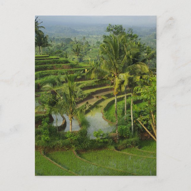 Cartão Postal Bali - Young terrace ricefields and palms (Frente)