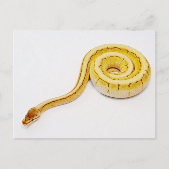 Cartão Postal Ball Python Amarelo Brilhante (Frente)