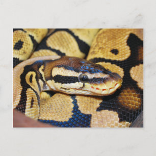 Cartão Postal Ball Python, Enrolado, Rosto