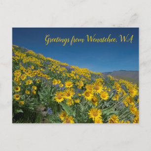 Cartão Postal Balsamroot Bloom em Sage Colinas Wenatchee, WA