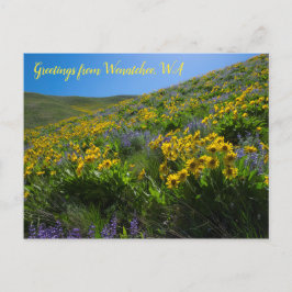 Cartão Postal Balsamroot e Lupine em Sage Colinas Wenatchee, WA