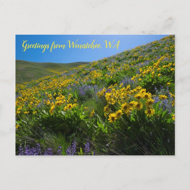 Cartão Postal Balsamroot e Lupine em Sage Colinas Wenatchee, WA (Frente)