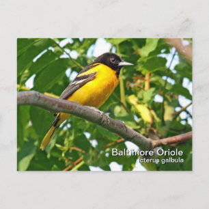 Cartão postal Baltimore Oriole