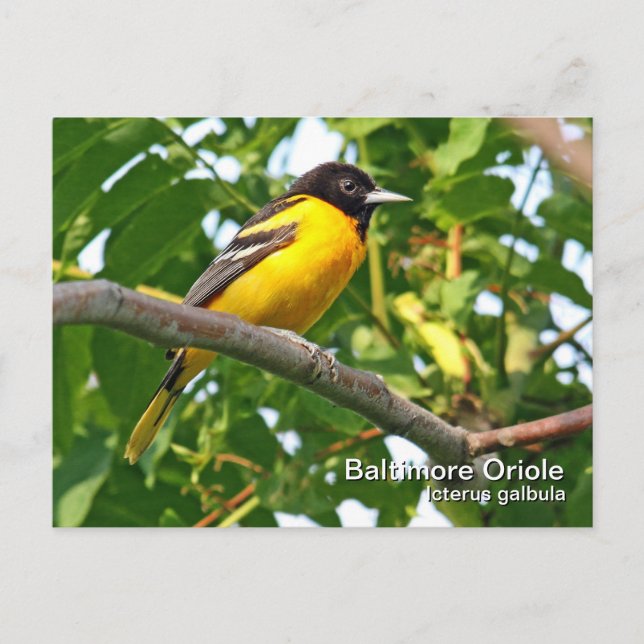 Cartão postal Baltimore Oriole (Frente)