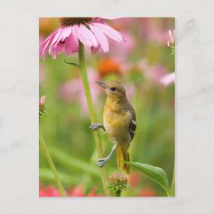 Cartão Postal Baltimore Oriole