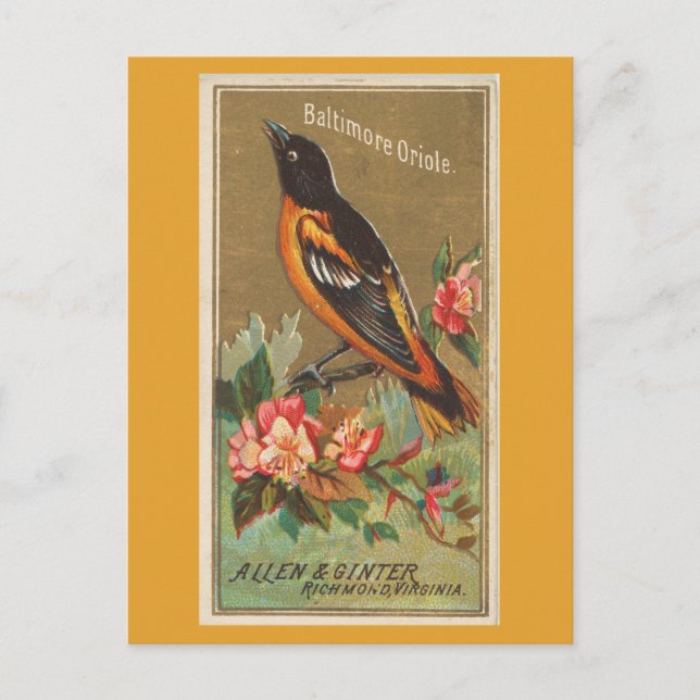 Cartão Postal Baltimore Oriole (Frente)
