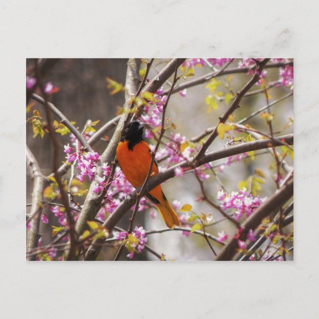 Cartão Postal Baltimore Oriole (Frente)