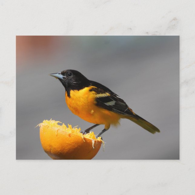 Cartão postal Baltimore Oriole (Frente)