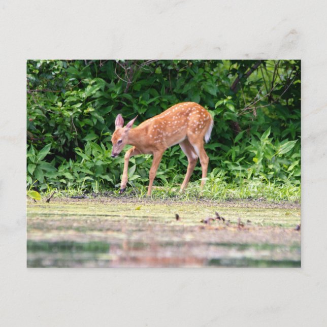 Cartão Postal Bambi perto da água (Frente)