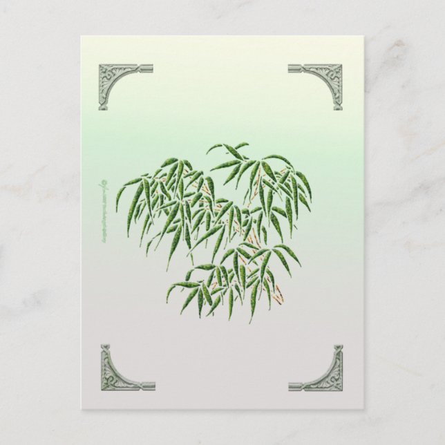 Cartão postal Bamboo (Frente)