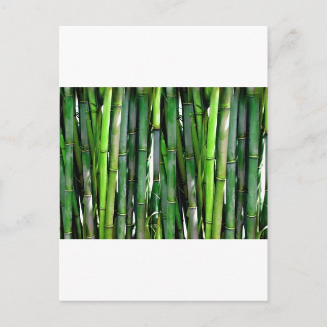 CARTÃO POSTAL BAMBOO (Frente)
