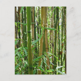 Cartão postal Bamboo