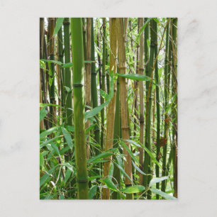 Cartão postal Bamboo