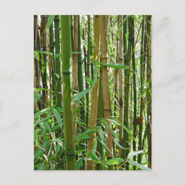Cartão postal Bamboo (Frente)