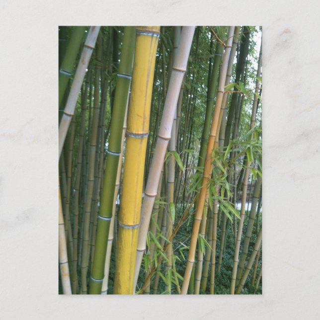 Cartão Postal Bamboo Reeds (Frente)