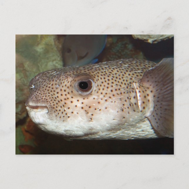 Cartão Postal Bambu (Frente)