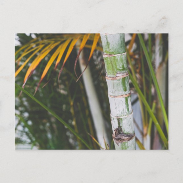 Cartão Postal Bambu do México (Frente)