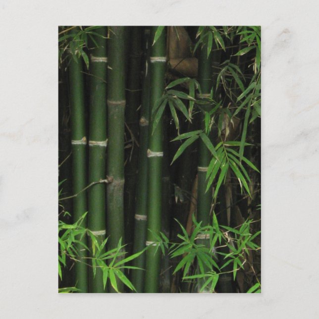 Cartão Postal Bambu... Fao Rai, Nong Khai, Isaan, Tailândia (Frente)