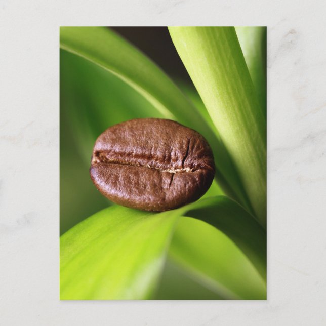 Cartão Postal Bambu Kaffeebohne (Frente)