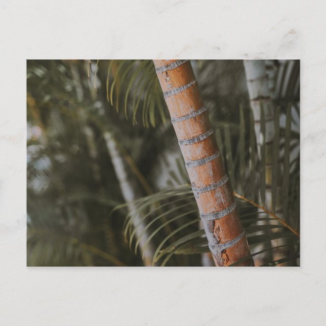 Cartão Postal Bambu mexicano (Frente)