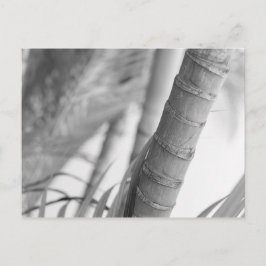 Cartão Postal Bambu monocromático