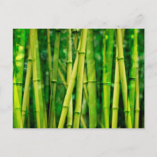 Cartão Postal Bambu Verde