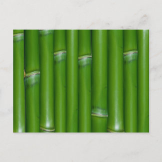 Cartão Postal Bambu Verde