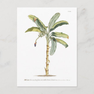 Cartão Postal Banana
