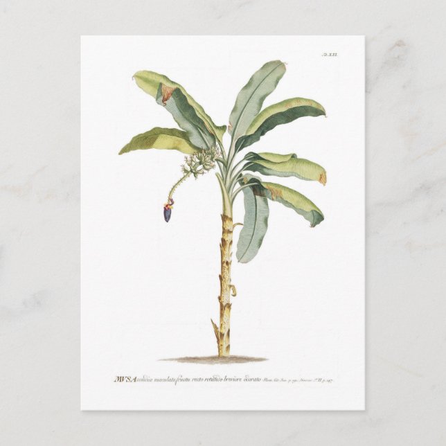 Cartão Postal Banana (Frente)