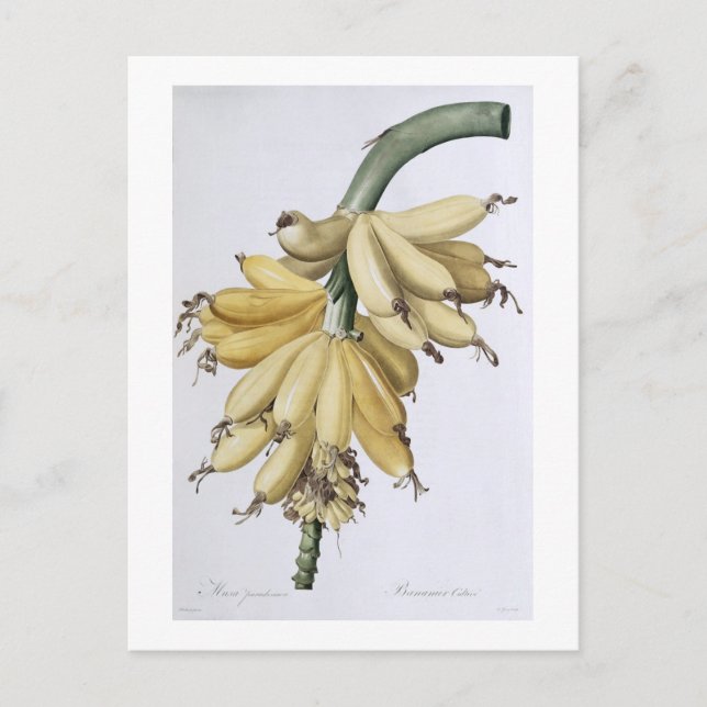 Cartão Postal Banana, 1816 (Frente)