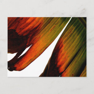 Cartão Postal Banana Leaf