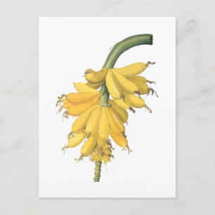Cartão Postal banana (Musa paradisiaca) por Redouté