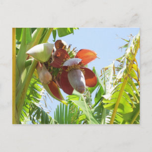 Cartão Postal Banana Plant