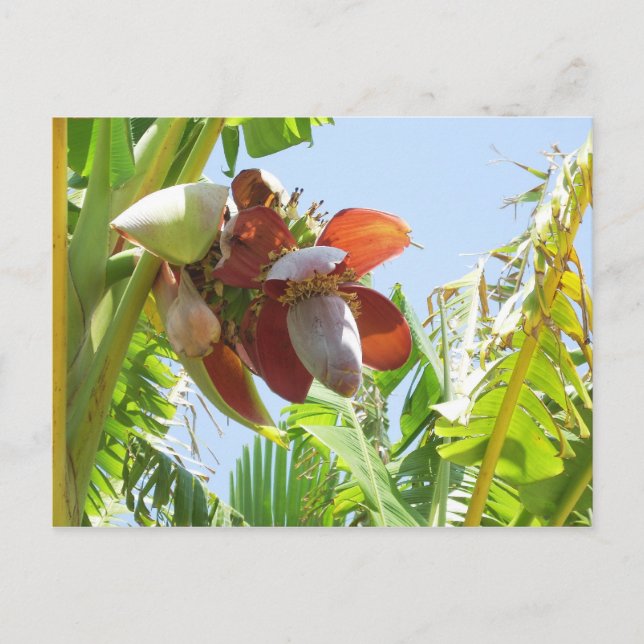 Cartão Postal Banana Plant (Frente)