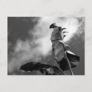 Cartão Postal Banana Tree deixa fotografia em preto e branco