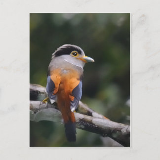 Cartão Postal Banda larga prateada