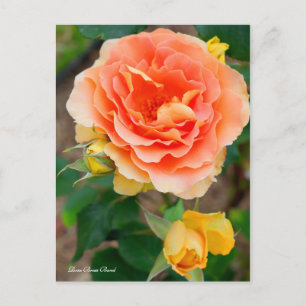 Cartão Postal Banda Rosa Brass [Cartão postal]