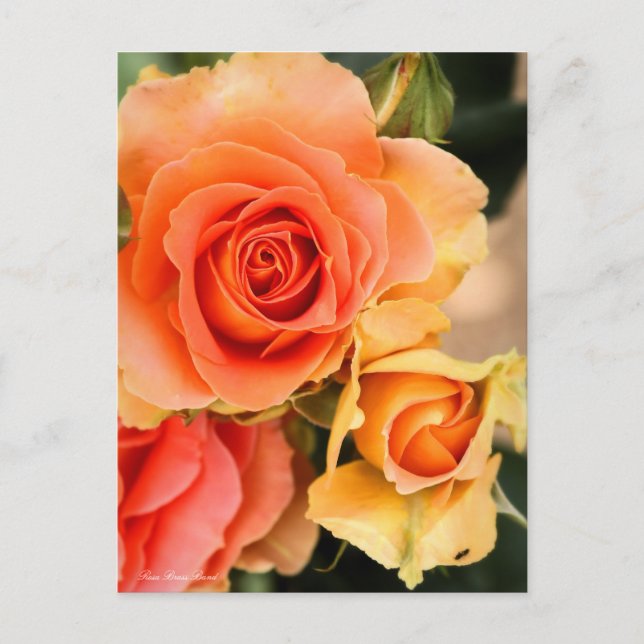 Cartão Postal Banda Rosa Brass:Cartão postal (Frente)