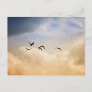 Cartão Postal Bando de Aves em Voo