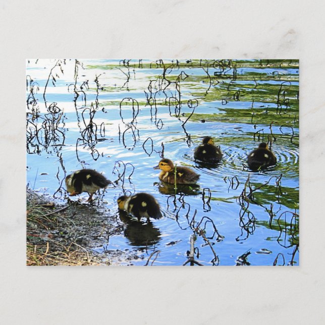 Cartão Postal Bando De Patos Bebês (Frente)