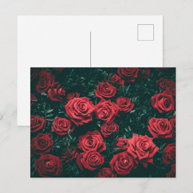 Cartão Postal Bando de rosas vermelhas (Frente/Verso)