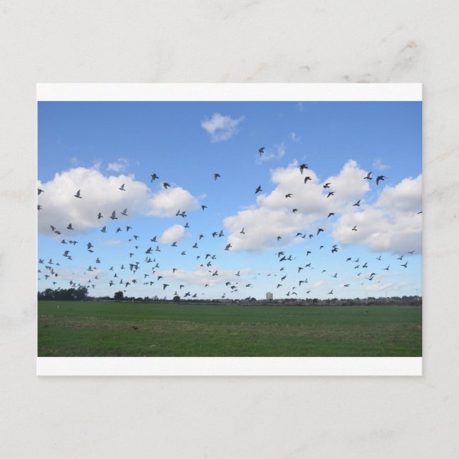 Cartão Postal Bando De Suínos (Frente)